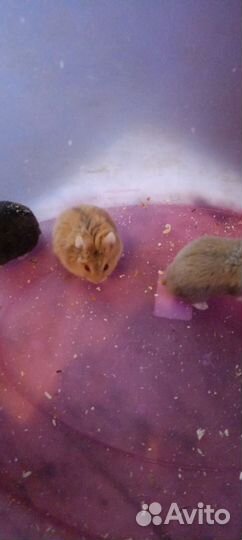 Хомяки Кемпбелла