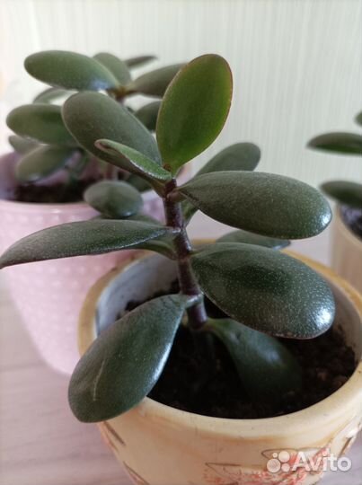 Растение Толстянка денежное дерево
