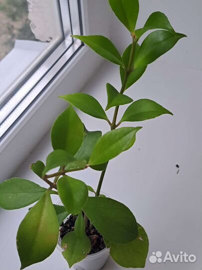 Эсхинантус Жар птица