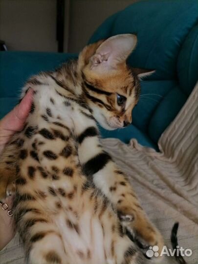 Бенгальские котята