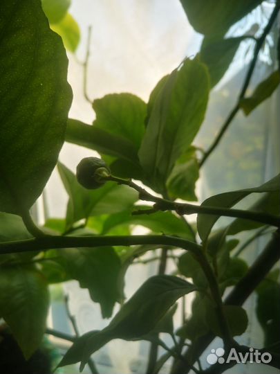 Лимонное дерево с плодами