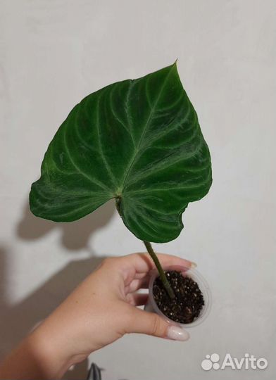 Филодендрон Веррукозум