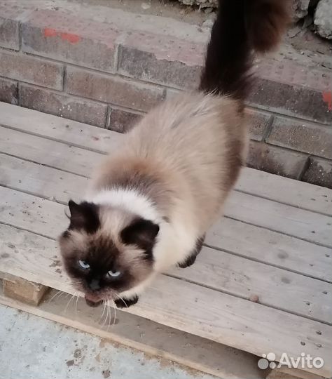 Кошка-потеряшка