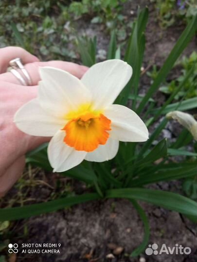 Многолетники