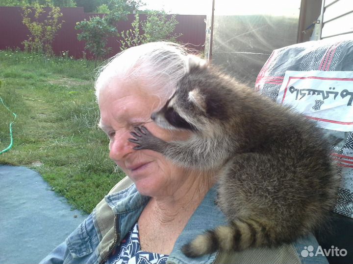 Ручные щенки енотов из питомника 