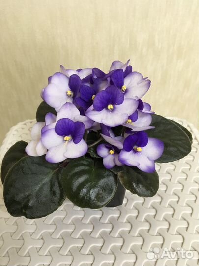 Сортовые фиалки
