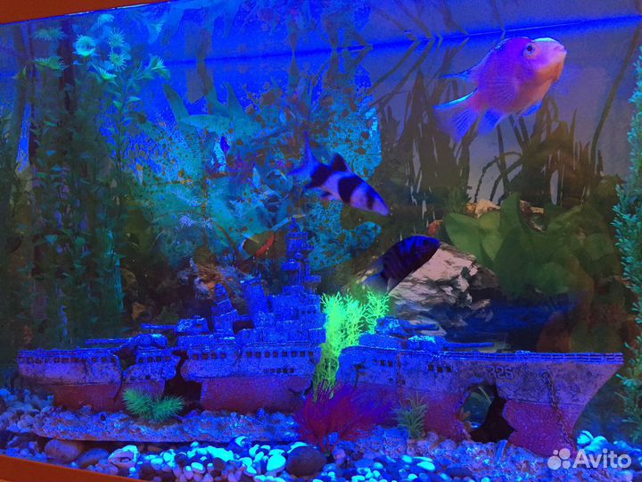 Аквариум