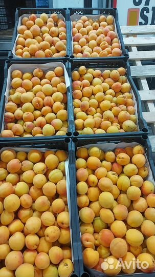 Нектарин & абрикос