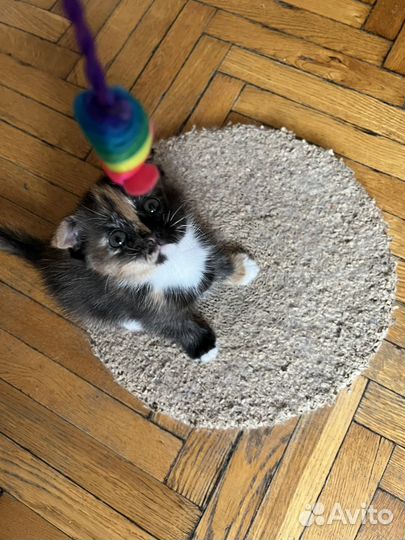 Котенок в добрые руки