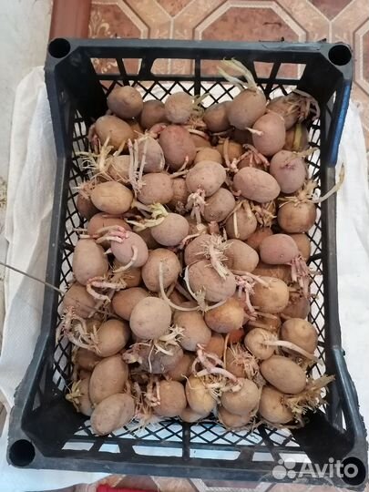 Семенной картофель