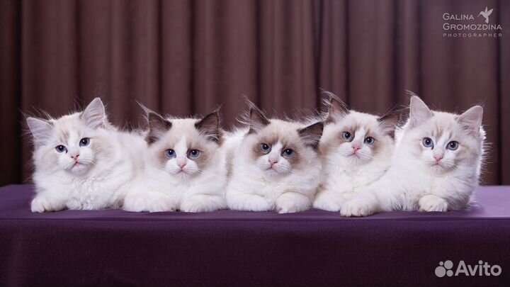 Котята рэгдолл ragdoll