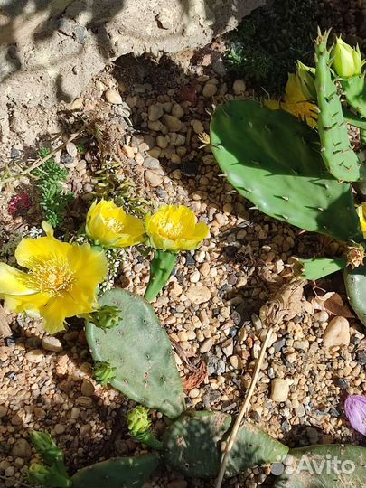 Кактус опунция