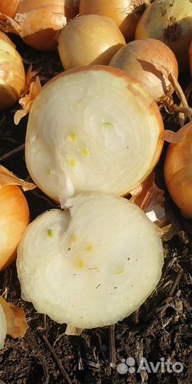 Лук Штутгарт на перо опт