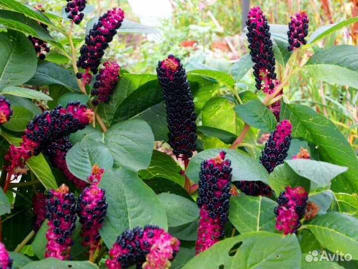 Лаконос (фитолакка) лечебный,многолетний