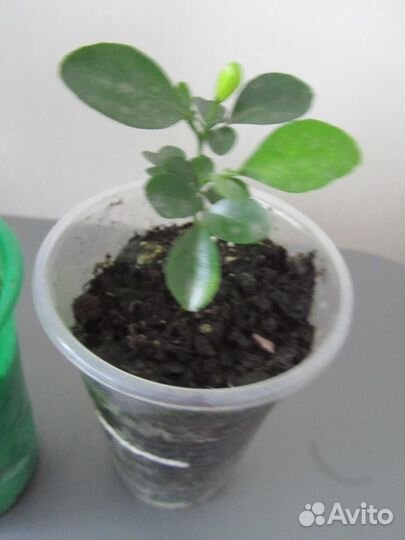 Муррайя и ктенанта