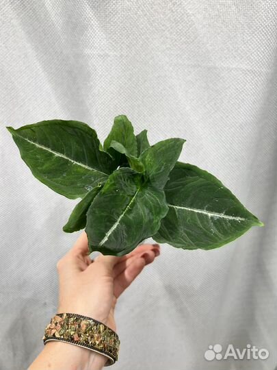 Комнатные цветы-сингониумы