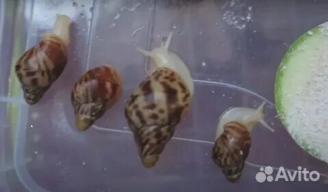 Улитята Ахатины