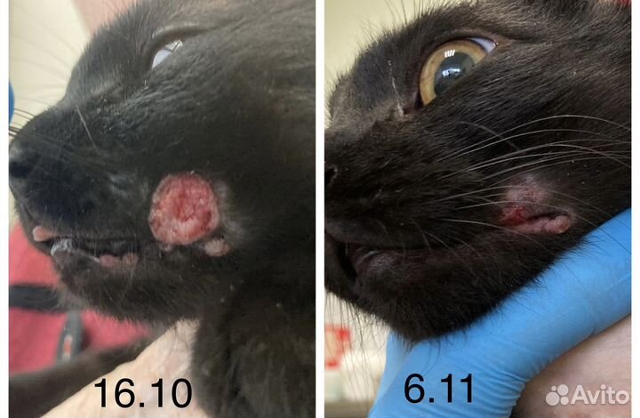 Ветеринарный врач-дерматолог