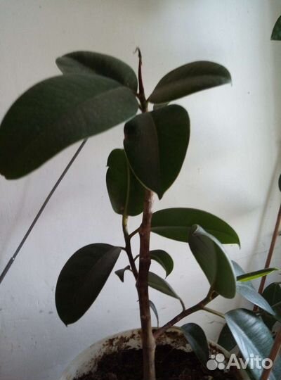 Фикус беджамина и каучуконосный