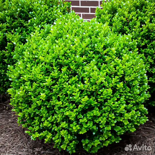 Кустарники, хвойники, цветы