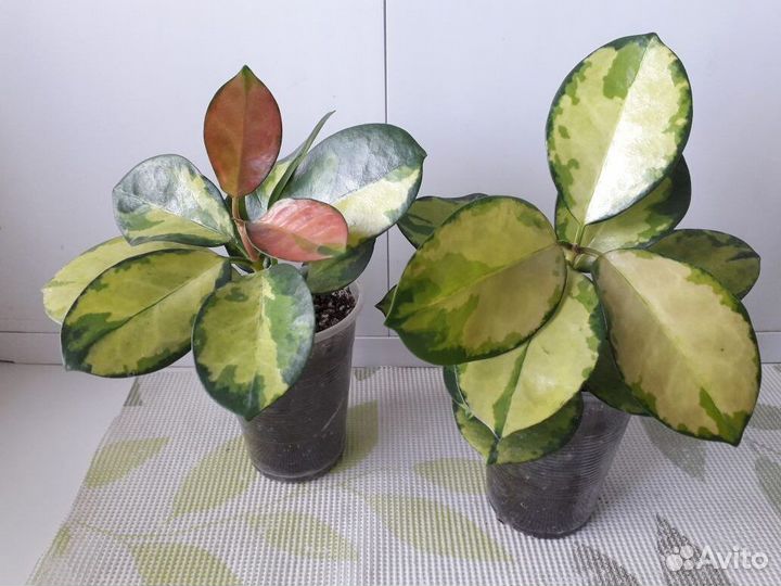 Продаю хойю Аустралис Лиза