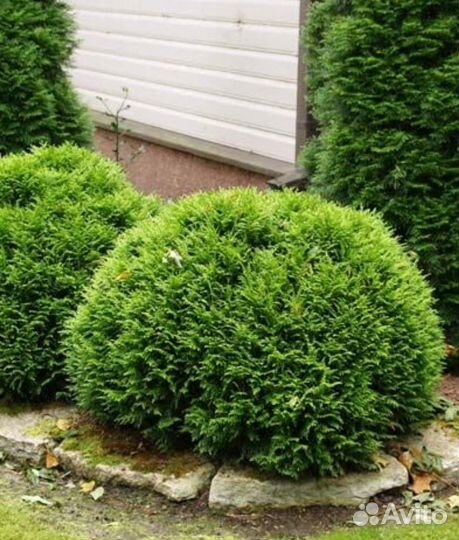 Туя Смарагд, Даника, горная сосна