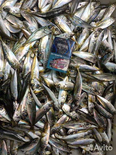 Барабулька черноморская