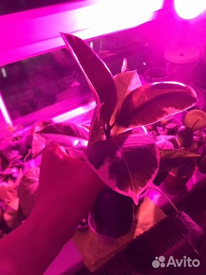 Фикус Лирата, Тинеке обмен