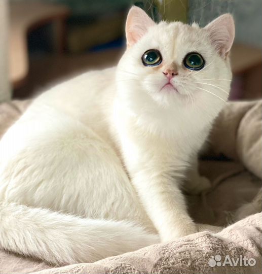 Британская кошка