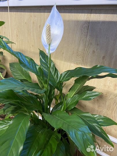 Спатифиллум