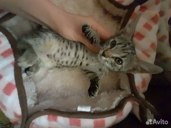 Котёнок в добрые руки