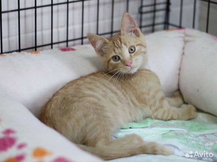 Котята в добрые руки 2-3 месяца