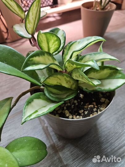 Хойя карноза и эскимо