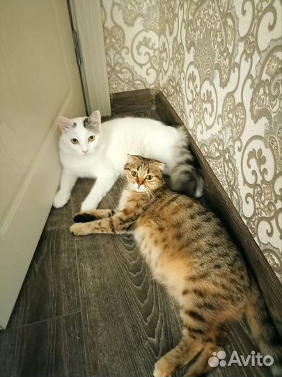 Котята в добрые руки даром