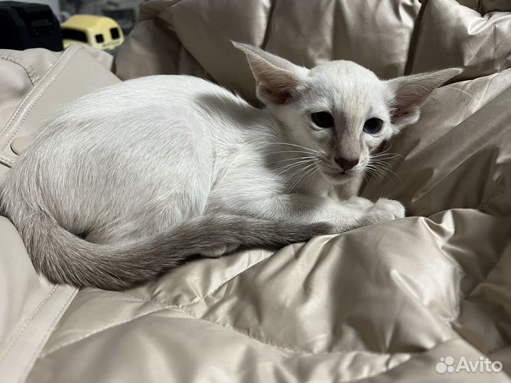 Сиамоориентальная кошечка