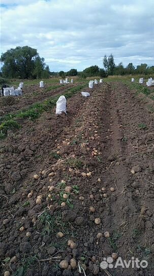 Картофель с доставкой