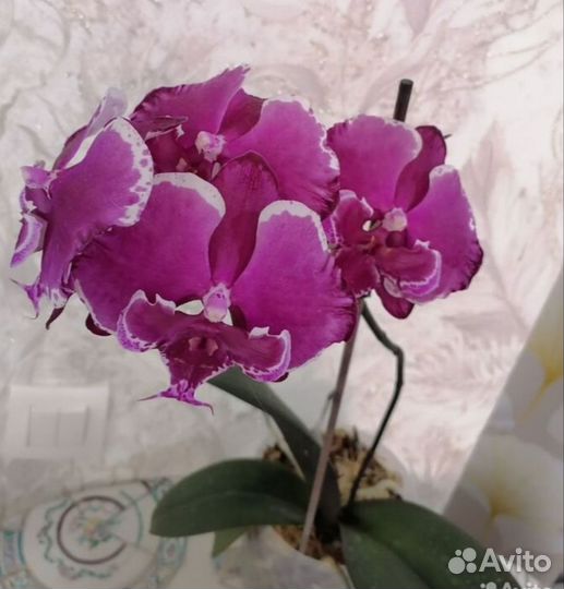 Орхидея фаленопсис