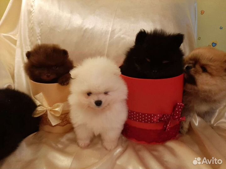 Померанский шпиц