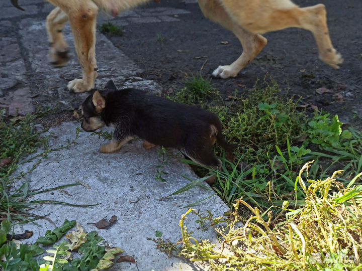 Щенки дворняжки бесплатно в добрые руки