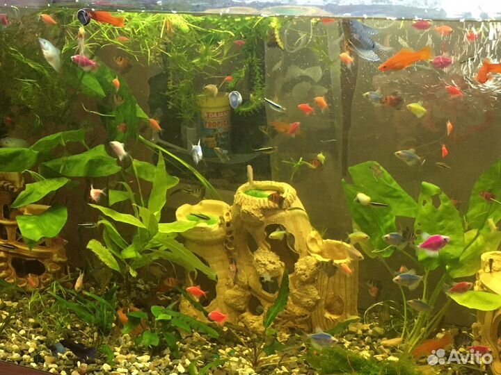 Аквариумные Рыбки