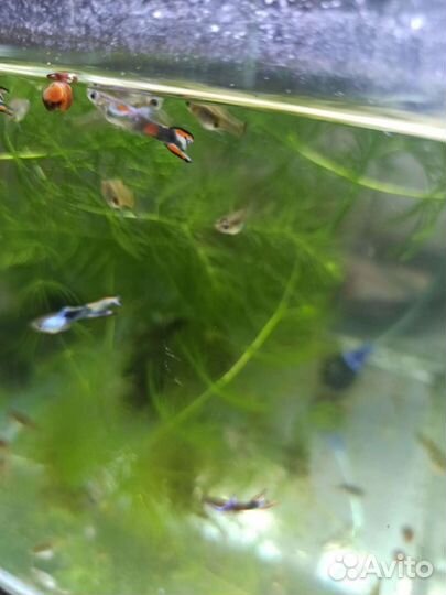 Рыбки Гуппи, Мини Гуппи