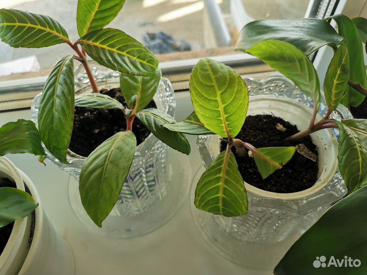 Продам цветы комнатные