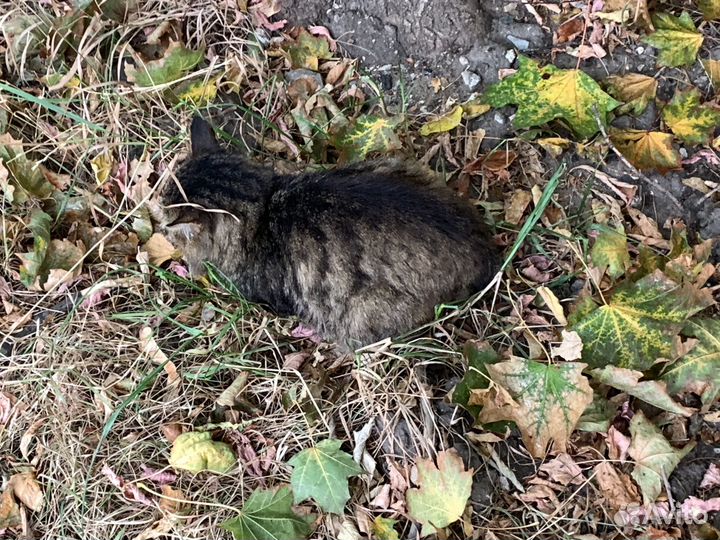 Старый больной кот под дождём