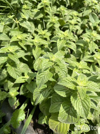 Саженцы сортовой мяты/ Пряные травы