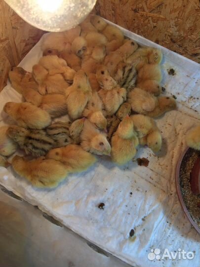 Яйца перепелиные столовые отборные, инкубационные