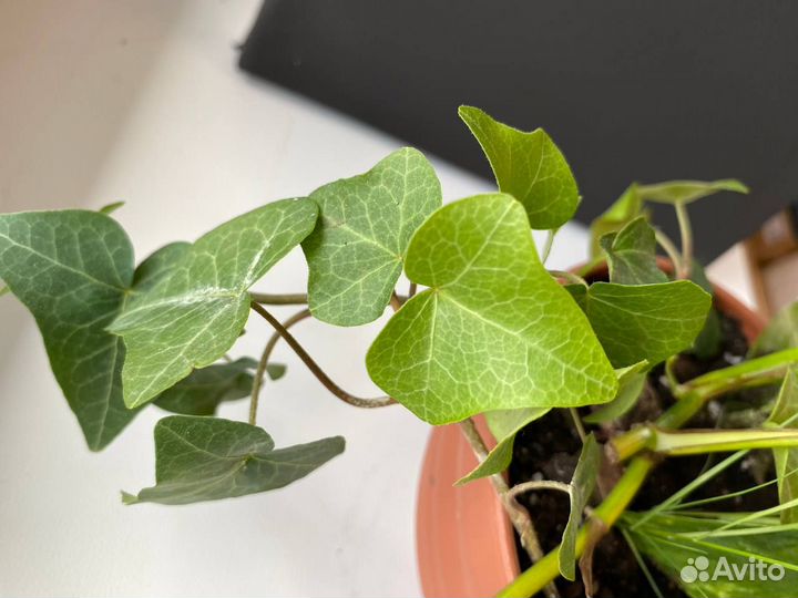 Продам лиану эпипремнум плющ сингониум