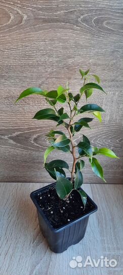 Фикус Наташа