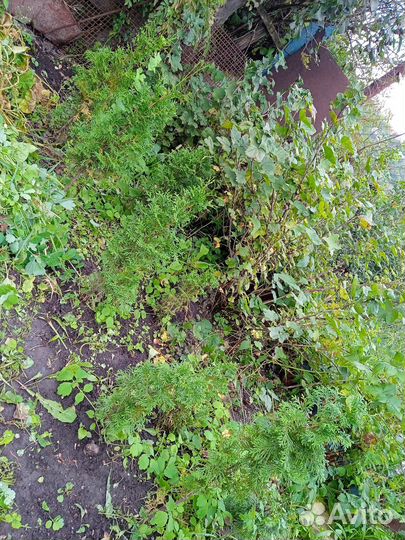 Саженцы туи, смородины чёрная