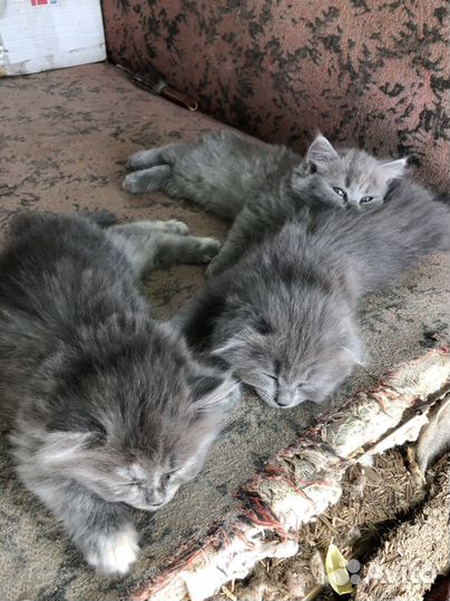 Котята в добрые руки (мама вислоухая)