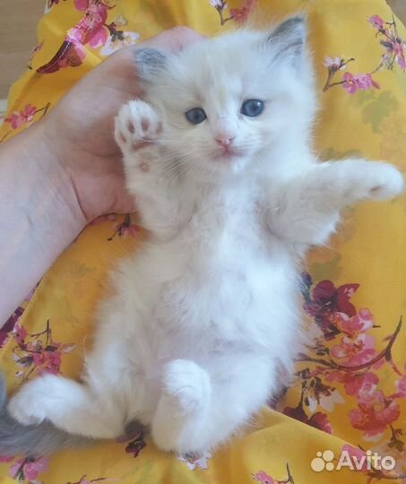 Котёнок рэгдолл